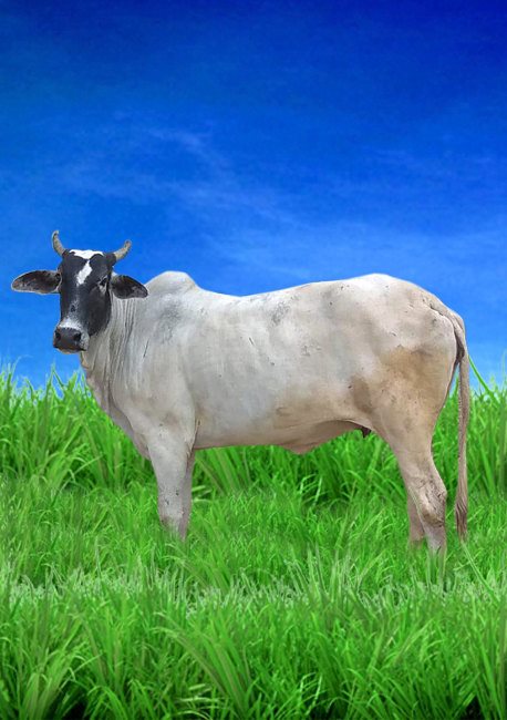 cattle-and-fodder-management-Farm.jpg